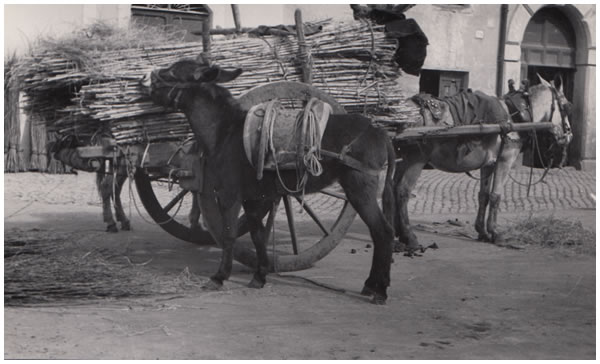 Hilde Lotz-Bauer photo from Italy in the 1930s Hilde Lotz-Bauer photo from Italy in the 1930s